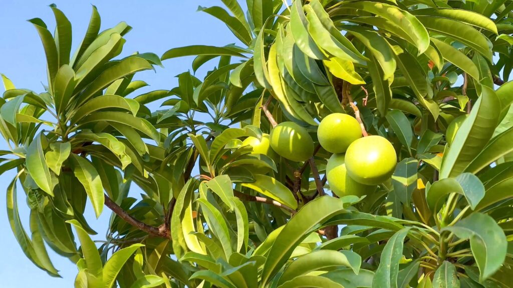 How Immersive Retail Experiences Are Boosting Mango Sales