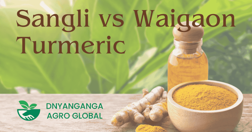 Sangli vs. Waigaon Turmeric: Which Turmeric Reigns Supreme?