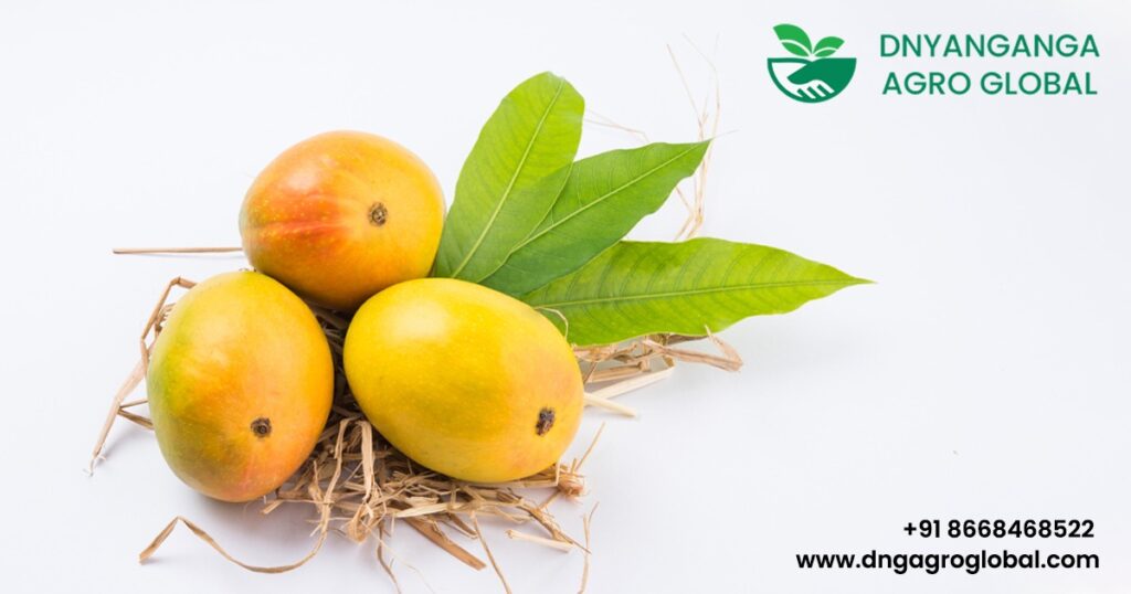 Why Kesar Mangoes Are the New Gold in Global Fruit Trade